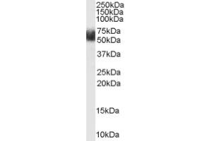 Image no. 1 for anti-F-Box and Leucine-Rich Repeat Protein 3 (FBXL3) (N-Term) antibody (ABIN374734) (FBXL3 antibody  (N-Term))