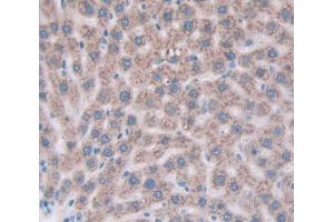 IHC-P analysis of Mouse Tissue, with DAB staining. (Cathepsin Z antibody  (AA 34-291))