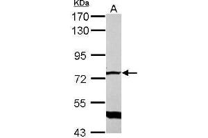 WB Image Sample (30 ug of whole cell lysate) A: NIH-3T3 7. (GLMN antibody)