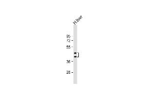 Anti-HPR Antibody (Center) at 1:8000 dilution + human liver lysate Lysates/proteins at 20 μg per lane. (HPR antibody  (AA 212-240))