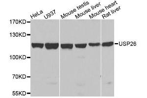 Western blot analysis of extracts of various cell lines, using USP26 antibody. (USP26 antibody  (AA 664-913))