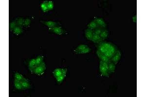 Immunofluorescent analysis of HepG2 cells using ABIN7159804 at dilution of 1:100 and Alexa Fluor 488-congugated AffiniPure Goat Anti-Rabbit IgG(H+L) (Midkine antibody  (AA 21-143))