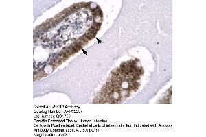 Human Intestine (SNW1 antibody  (N-Term))