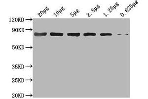 Western Blot Positive WB detected in: Hela whole cell lysate at 20 μg, 10 μg, 5 μg, 2. (Hsc70 antibody  (AA 2-646))