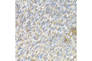Immunohistochemistry of paraffin-embedded mouse stomach using MBL2 antibody.