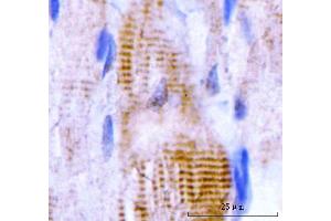 IHC analysis of M Cadherin/CDH15 using anti-M Cadherin/CDH15 antibody (ABIN7602173). (CDH15 antibody  (AA 61-742))