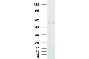 Validation with Western Blot (DDX6 Protein (Myc-DYKDDDDK Tag))