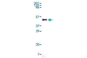 Western blot analysis using NAMPT monoclonal antibody, clone 4E11C9  against truncated NAMPT recombinant protein.