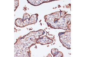 Immunohistochemistry of paraffin-embedded human placenta using RPS6K antibody (ABIN7270037) at dilution of 1:100 (40x lens). (RPS6KA2 antibody  (AA 632-733))