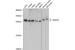Western blot analysis of extracts of various cell lines using ZMAT2 Polyclonal Antibody at dilution of 1:1000. (ZMAT2 antibody)