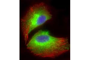 Immunofluorescent analysis of 4 % paraformaldehyde-fixed, 0. (COX1 antibody  (AA 195-224))