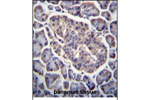 GPD2 Antibody (C-term) (ABIN656433 and ABIN2845723) immunohistochemistry analysis in formalin fixed and paraffin embedded human pancreas tissue followed by peroxidase conjugation of the secondary antibody and DAB staining. (GPD2 antibody  (C-Term))