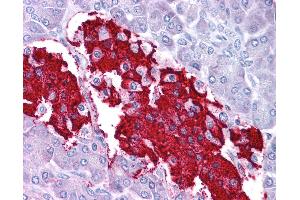 Anti-LEP / Leptin antibody IHC of human pancreas. (Leptin antibody  (C-Term))