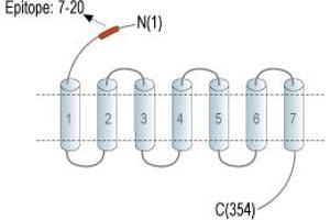 Chemokine (C-X3-C Motif) Receptor 1 (CX3CR1) peptide