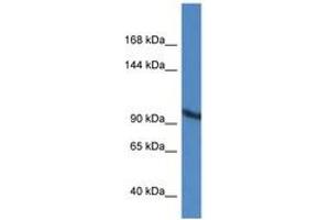 ZMIZ2 antibody  (AA 329-378)