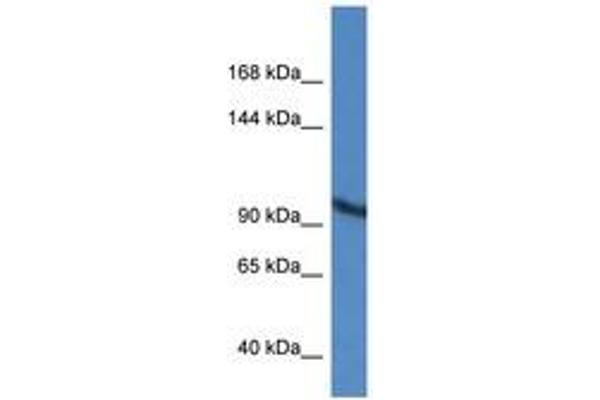 ZMIZ2 antibody  (AA 329-378)