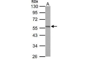 WB Image Sample (50 ug of whole cell lysate) A: mouse brain 10% SDS PAGE antibody diluted at 1:10000 (ERG antibody  (C-Term))