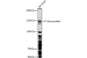 Western blot analysis of extracts of SH-SY5Y cells, using P Glycoprotein antibody (ABIN6134229, ABIN6136340, ABIN6136343 and ABIN6215453) at 1:1000 dilution. (ABCB1 antibody  (AA 600-700))