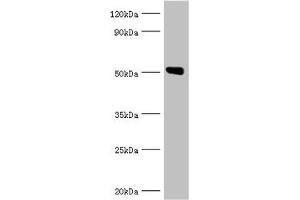 Western blot All lanes: Annexin A11 antibody at 14 μg/mL + U251 whole cell lysate Secondary Goat polyclonal to rabbit IgG at 1/10000 dilution Predicted band size: 55, 52 kDa Observed band size: 52 kDa (Annexin A11 antibody  (AA 276-505))