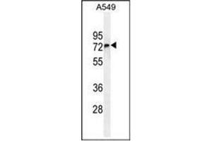 Western blot analysis of FBXO24 Antibody  in A549 cell line lysates (35ug/lane). (FBXO24 antibody  (Middle Region))
