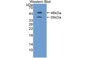 Detection of Recombinant PLGF, Mouse using Polyclonal Antibody to Placenta Growth Factor (PLGF) (PLGF antibody  (AA 19-158))