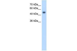 GPR161 antibody used at 2. (GPR161 antibody  (N-Term))