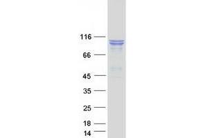 Validation with Western Blot (SEC24D Protein (Myc-DYKDDDDK Tag))