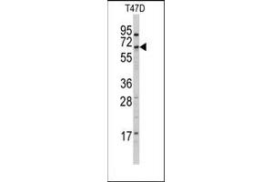 Image no. 1 for anti-Cytochrome P450, Family 4, Subfamily X, Polypeptide 1 (CYP4X1) (N-Term) antibody (ABIN360252) (CYP4X1 antibody  (N-Term))