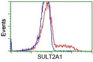 HEK293T cells transfected with either RC204737 overexpress plasmid (Red) or empty vector control plasmid (Blue) were immunostained by anti-SULT2A1 antibody (ABIN2453699), and then analyzed by flow cytometry. (SULT2A1 antibody)