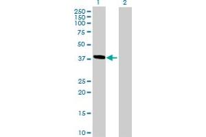 Western Blot analysis of HMBS expression in transfected 293T cell line by HMBS MaxPab polyclonal antibody. (HMBS antibody  (AA 1-361))