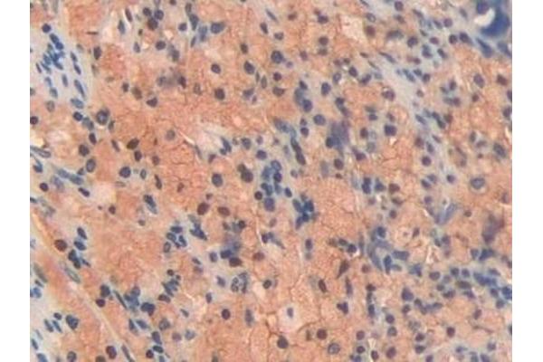 OIT3 antibody  (AA 297-506)