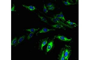 Immunofluorescent analysis of Hela cells using ABIN7164469 at dilution of 1:100 and Alexa Fluor 488-congugated AffiniPure Goat Anti-Rabbit IgG(H+L) (GPR173 antibody  (AA 210-287))