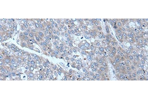 SLC24A5 antibody