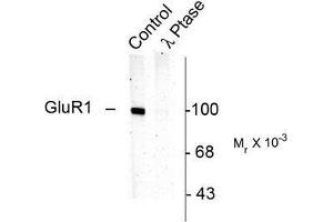 Image no. 1 for anti-Glutamate Receptor 1 (GLUR1) (pSer831) antibody (ABIN372652)