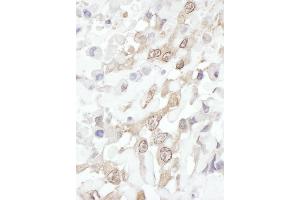 Immunohistochemistry (IHC) image for anti-ROC1 (AA 1-50) antibody (ABIN7454558) (ROC1 antibody  (AA 1-50))