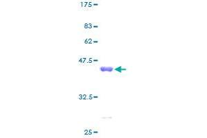 UQCRH Protein (AA 1-91) (GST tag)