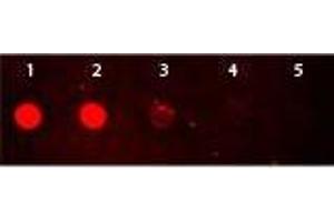 Dot Blot (DB) image for Goat anti-Rabbit IgG (Heavy & Light Chain) antibody (TRITC) (ABIN964975)