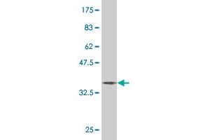 Western Blot detection against Immunogen (37. (ERF antibody  (AA 181-290))