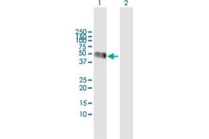Western Blot analysis of AHSG expression in transfected 293T cell line by AHSG MaxPab polyclonal antibody. (Fetuin A antibody  (AA 1-367))