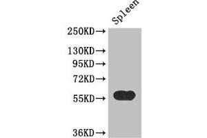 Western Blot Positive WB detected in: Mouse spleen tissue All lanes: KYNU antibody at 3. (KYNU antibody  (AA 99-214))