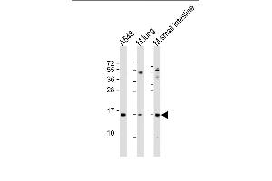 All lanes : Anti-PLA2G2A Antibody (N-Term) at 1:2000 dilution Lane 1: A549 whole cell lysate Lane 2: mouse lung lysate Lane 3: mouse small intestine lysate Lysates/proteins at 20 μg per lane. (PLA2G2A antibody  (AA 32-62))