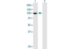 Western Blot analysis of GANAB expression in transfected 293T cell line by GANAB MaxPab polyclonal antibody. (GANAB antibody  (AA 1-944))