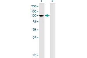 Western Blot analysis of GANAB expression in transfected 293T cell line by GANAB MaxPab polyclonal antibody.