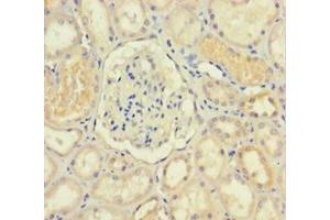 Immunohistochemistry of paraffin-embedded human kidney tissue using ABIN7156211 at dilution of 1:100 (IDO2 antibody  (AA 1-407))