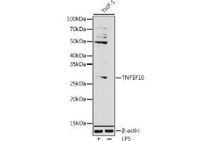 Western blot analysis of extracts of THP-1 cells, using (ABIN3023014, ABIN3023015, ABIN3023016 and ABIN6219347) at 1:1000 dilution. (TRAIL antibody  (AA 39-250))