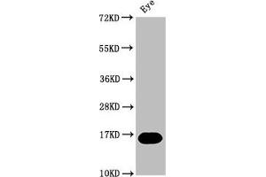 Western Blot Positive WB detected in: Zebrafish eye tissue All lanes: mturn at 1:2000 Secondary Goat polyclonal to rabbit IgG at 1/50000 dilution Predicted band size: 16 kDa Observed band size: 16 kDa (C7ORF41 antibody  (AA 1-133))