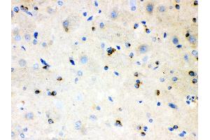 Anti- APLP1 Picoband antibody,IHC(P) IHC(P): Rat Brain Tissue (APLP1 antibody  (N-Term))