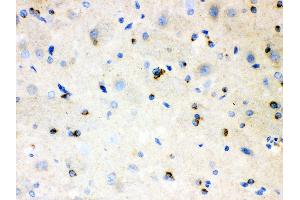 Anti- APLP1 Picoband antibody,IHC(P) IHC(P): Rat Brain Tissue