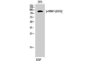 Western Blotting (WB) image for anti-Ribosomal Protein S6 Kinase, 90kDa, Polypeptide 5 (RPS6KA5) (pSer212) antibody (ABIN3179703) (MSK1 antibody  (pSer212))