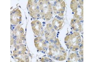 Immunohistochemistry of paraffin-embedded Human stomach using BAG5 Polyclonal Antibody at dilution of 1:100 (40x lens). (BAG5 antibody)